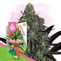 Gush Mintz Automatic (Zamnesia Seeds) feminisiert