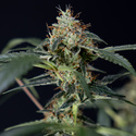 Gush Mintz Automatic (Zamnesia Seeds) feminisiert