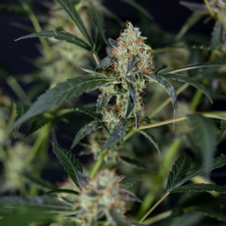 Gush Mintz Automatic (Zamnesia Seeds) feminisiert