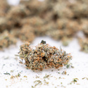 Gush Mintz Automatic (Zamnesia Seeds) feminisiert