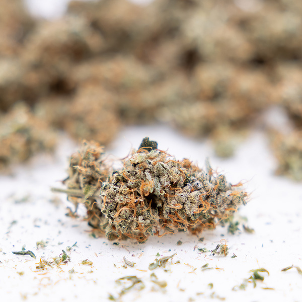 Gush Mintz Automatic (Zamnesia Seeds) feminisiert