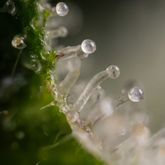 Gush Mintz Automatic (Zamnesia Seeds) feminisiert