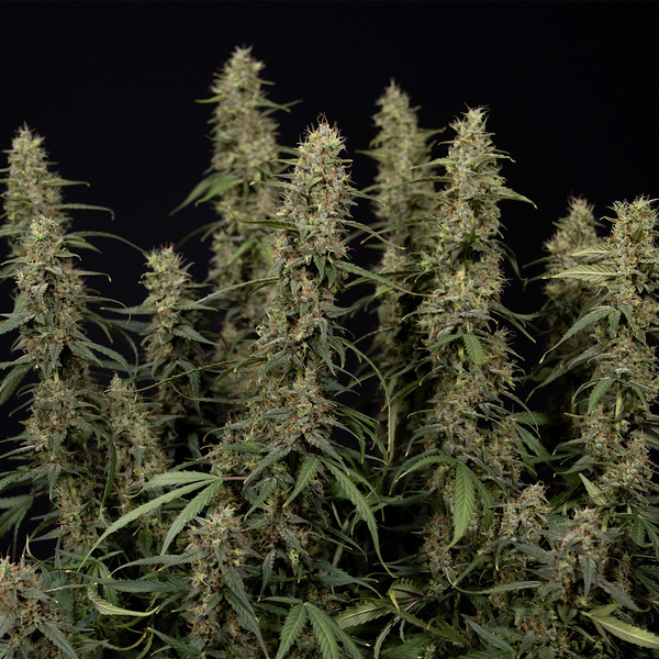 King Louis Automatic (Zamnesia Seeds) feminisiert