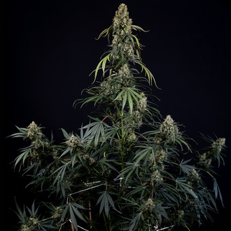 King Louis Automatic (Zamnesia Seeds) feminisiert