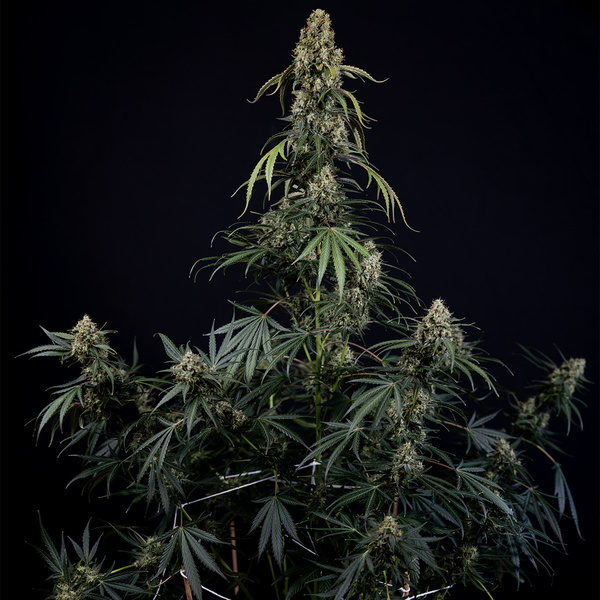 King Louis Automatic (Zamnesia Seeds) feminisiert