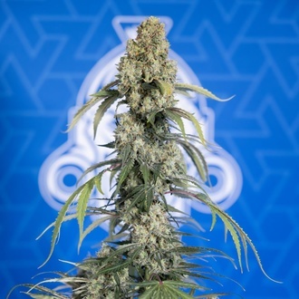 King Louis Automatic (Zamnesia Seeds) feminisiert