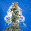 King Louis Automatic (Zamnesia Seeds) feminisiert
