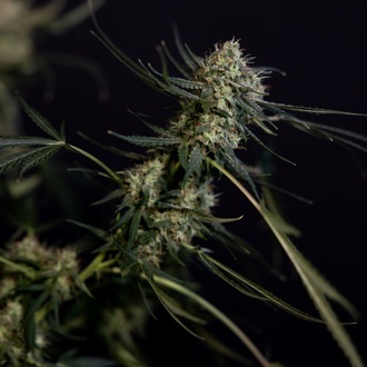 King Louis Automatic (Zamnesia Seeds) feminisiert