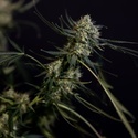 King Louis Automatic (Zamnesia Seeds) feminisiert
