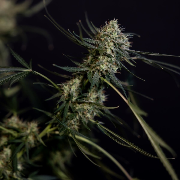 King Louis Automatic (Zamnesia Seeds) feminisiert