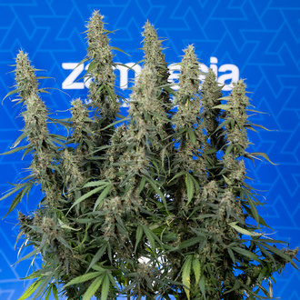 King Louis Automatic (Zamnesia Seeds) feminisiert