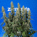 King Louis Automatic (Zamnesia Seeds) feminisiert