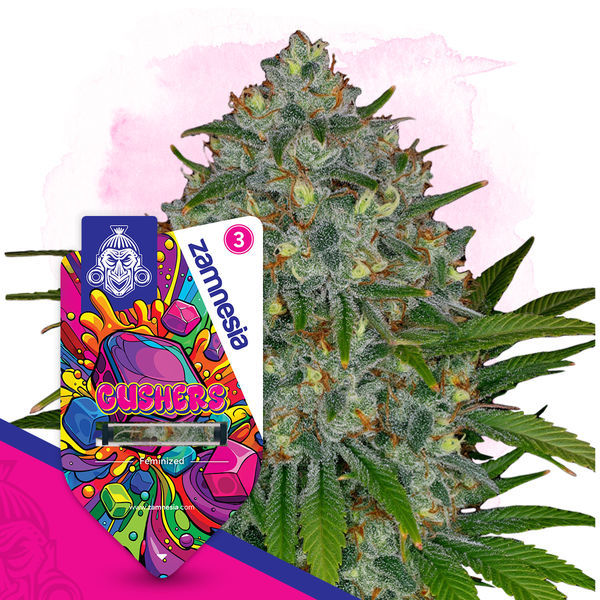 Gushers (Zamnesia Seeds) feminisiert