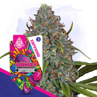 Gushers Automatic (Zamnesia Seeds) feminisiert
