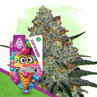 Lemon Cherry Gelato (Zamnesia Seeds) feminisiert
