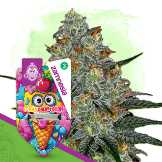 Lemon Cherry Gelato (Zamnesia Seeds) feminisiert Lemon Cherry Gelato (Zamnesia Seeds) feminisiert