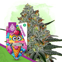 Lemon Cherry Gelato (Zamnesia Seeds) feminisiert