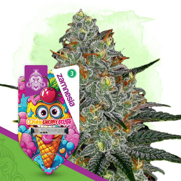 Lemon Cherry Gelato (Zamnesia Seeds) feminisiert