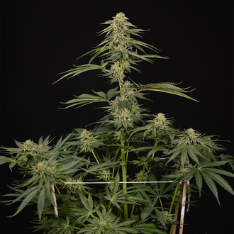 Lemon Cherry Gelato (Zamnesia Seeds) feminisiert