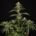 Lemon Cherry Gelato (Zamnesia Seeds) feminisiert