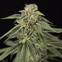Lemon Cherry Gelato (Zamnesia Seeds) feminisiert
