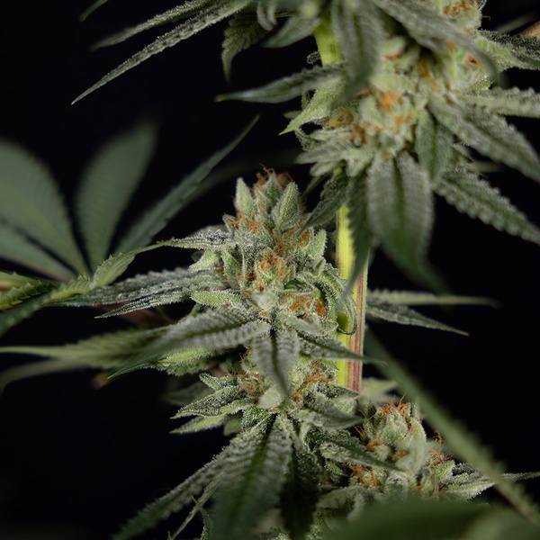 Lemon Cherry Gelato (Zamnesia Seeds) feminisiert