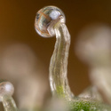 Lemon Cherry Gelato (Zamnesia Seeds) feminisiert