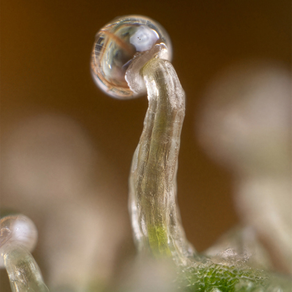 Lemon Cherry Gelato (Zamnesia Seeds) feminisiert