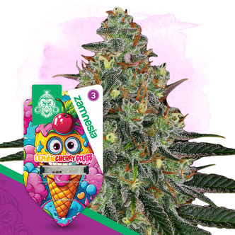 Lemon Cherry Gelato Automatic (Zamnesia Seeds) feminisiert