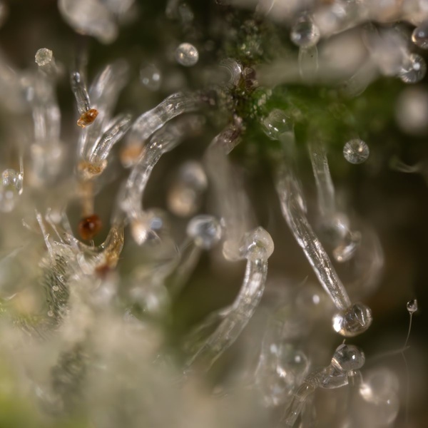 Jet Fuel (Zamnesia Seeds) feminisiert