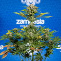 Jet Fuel (Zamnesia Seeds) feminisiert