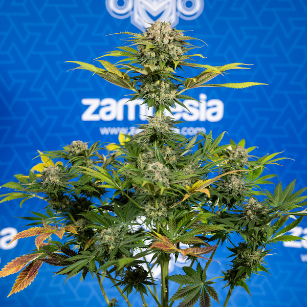 Jet Fuel (Zamnesia Seeds) feminisiert