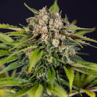 Jet Fuel (Zamnesia Seeds) feminisiert