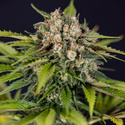 Jet Fuel (Zamnesia Seeds) feminisiert