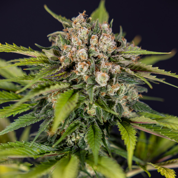Jet Fuel (Zamnesia Seeds) feminisiert
