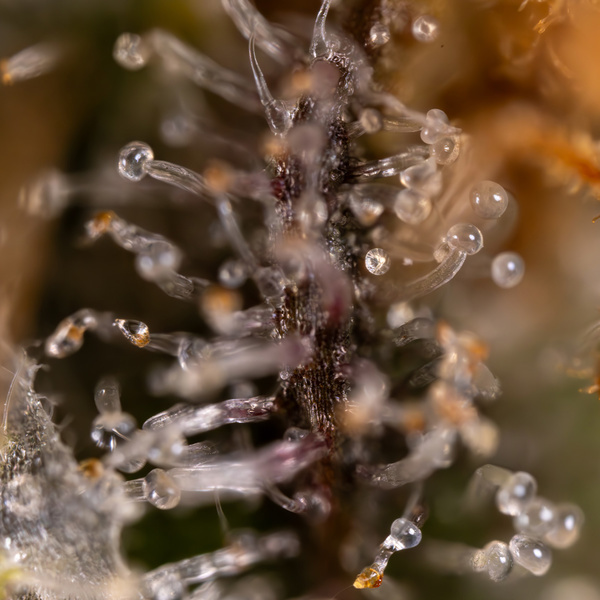 Jet Fuel (Zamnesia Seeds) feminisiert