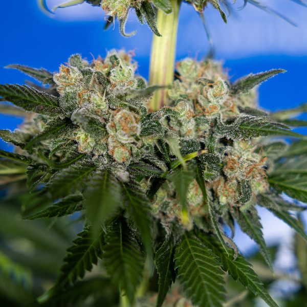 Jet Fuel (Zamnesia Seeds) feminisiert