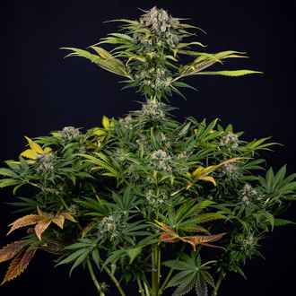 Jet Fuel (Zamnesia Seeds) feminisiert