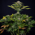 Jet Fuel (Zamnesia Seeds) feminisiert