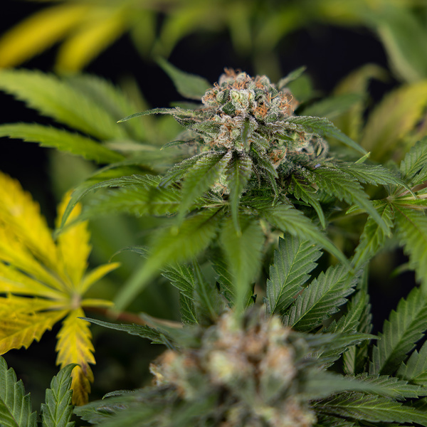 Jet Fuel (Zamnesia Seeds) feminisiert