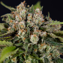 Jet Fuel (Zamnesia Seeds) feminisiert