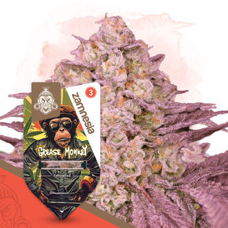 Grease Monkey (Zamnesia Seeds) feminisiert Grease Monkey (Zamnesia Seeds) feminisiert