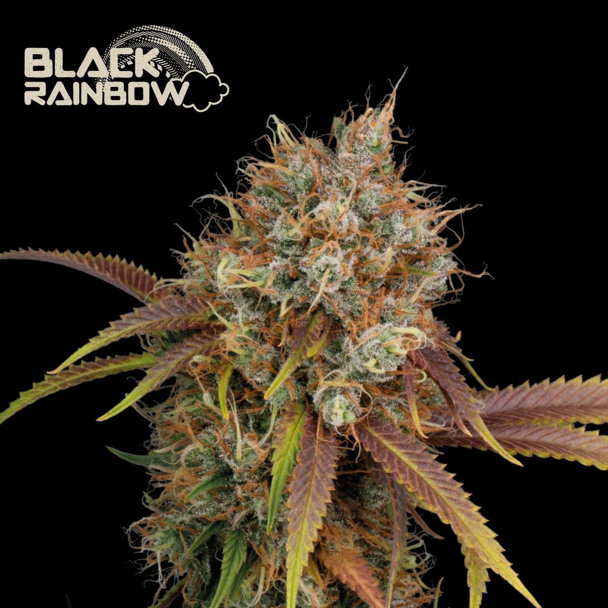 Grapefruit Feminisiert (Seedstockers)