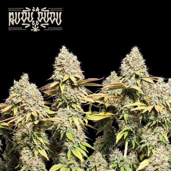 Rucu Cucu OG Auto (Seedstockers) feminisiert