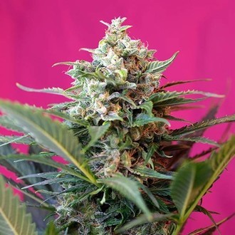 Big Devil XL Auto (Sweet Seeds) feminisiert Big Devil XL Auto (Sweet Seeds) feminisiert