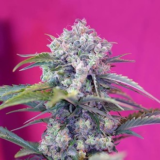 Cream Mandarine Auto (Sweet Seeds) feminisiert Cream Mandarine Auto (Sweet Seeds) feminisiert