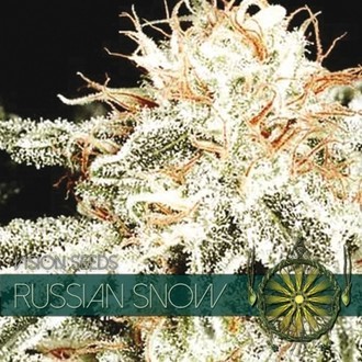 Russian Snow (Vision Seeds) feminisiert Russian Snow (Vision Seeds) feminisiert