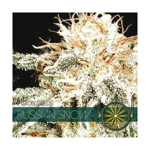 Russian Snow (Vision Seeds) feminisiert