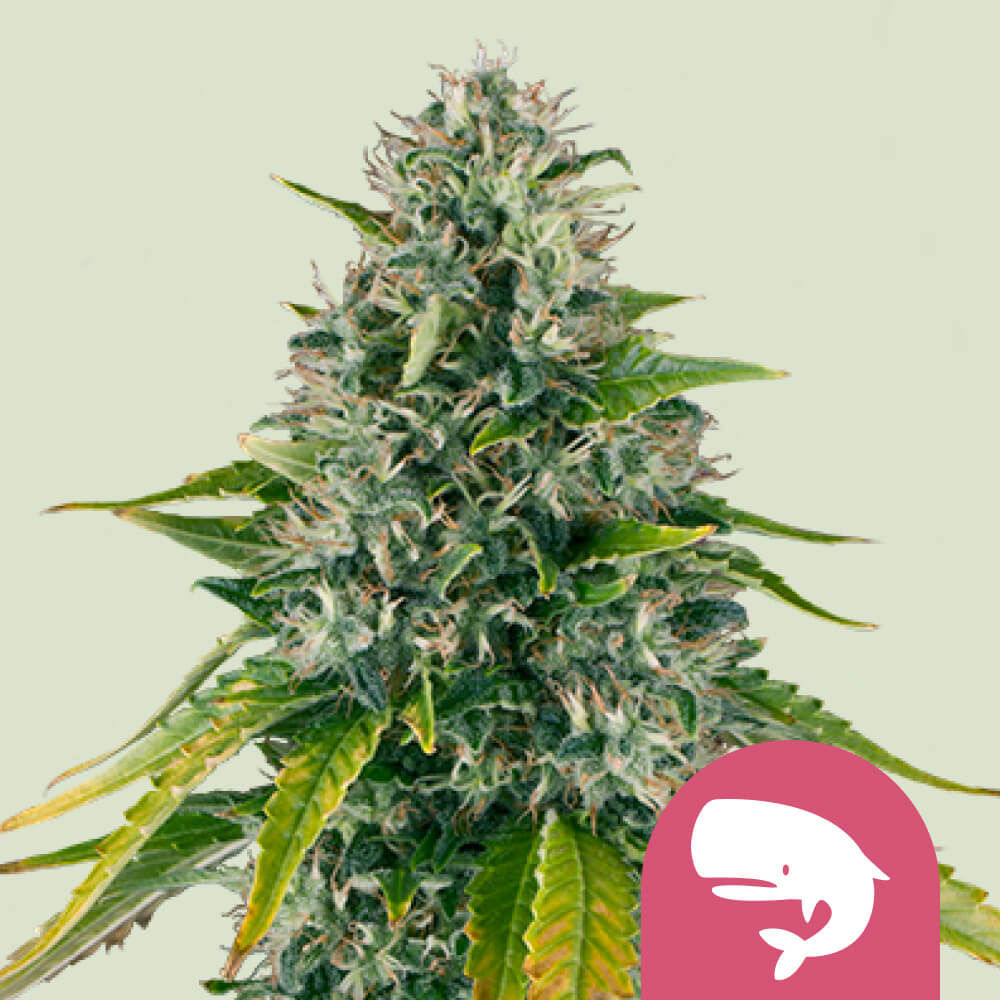 Royal Moby Feminisiert (Royal Queen Seeds)
