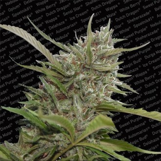 Auto Whiteberry (Paradise Seeds) feminisiert Auto Whiteberry (Paradise Seeds) feminisiert